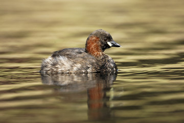 Little grebe or Dabchick, Tachybaptus ruficollis
