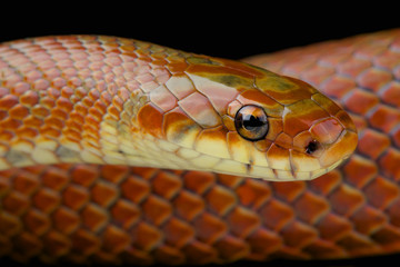 Fototapeta premium Japanese forest rat snake / Euprepiophis conspicillatus