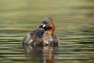 Little grebe or Dabchick, Tachybaptus ruficollis