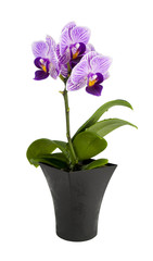 Small orchid  in the pot isolated on a white background