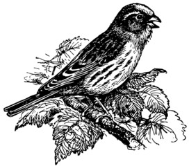Bird European Serin