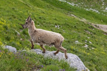 Jeune bouquetin