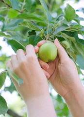 Closeup on a hand picking a green apple from the tree