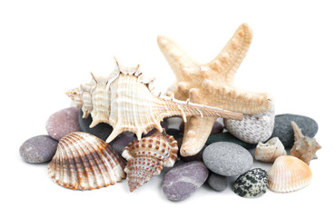Small heap of sea stones and beige cockleshell