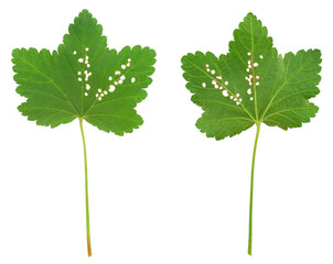 Fototapeta premium Red currant leaf attacked by Flea beetles