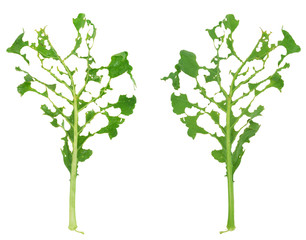 Slug damage of green kohlrabi leaf