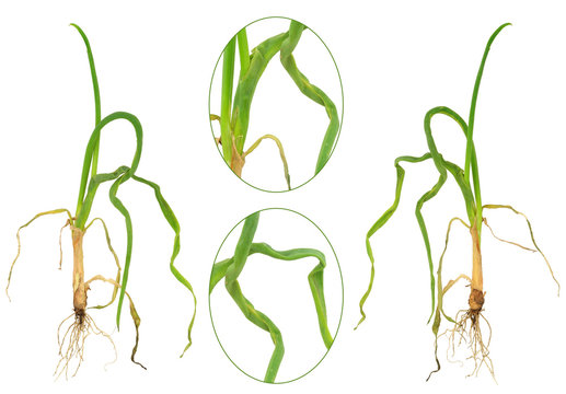 Onion attacked by onion eelworm, Ditylenchus dipsaci