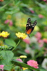 Fototapeta na wymiar Papillon sur une fleur jaune