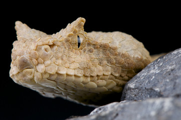 Horned viper / Pseudocerastes fieldi