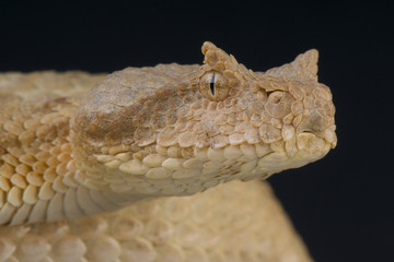 Field's horned viper / Pseudocerastes fieldi