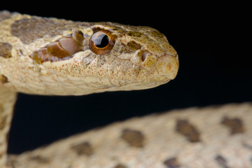 David's rat snake / Elaphe davidi