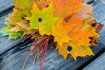 autumn maple leafs on wooden background