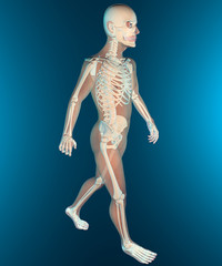 Obraz premium Uomo profilo ai raggi x camminata scheletro