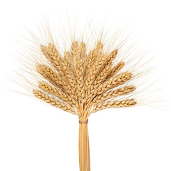 Wheat bunch isolated on white background