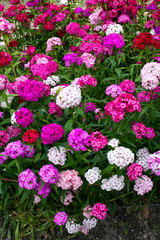 Fototapeta premium Flowerbed of Dianthus