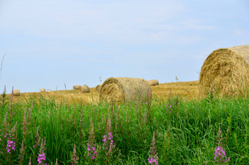 Feld im Sommer