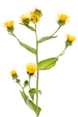 Alant (Inula helenium) - stehende Pflanze vor weißem Hintergrun