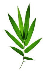 Fototapeta na wymiar Bamboo leaves isolated on white background