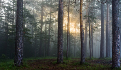 the sun's rays in a pine forest