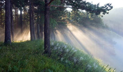 the rays of the sun in the mist