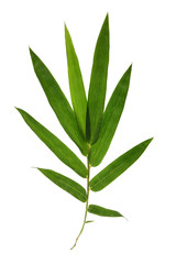 Bamboo leaves isolated on white background