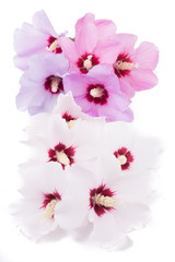 Hibiscus flower in white background