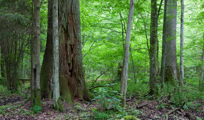 Monumental oak trees of Bialowieza Forest