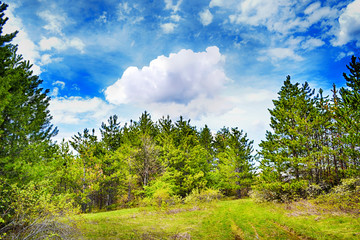 Fototapeta na wymiar Piękny krajobraz lasów sosnowych z wiejskiej drodze