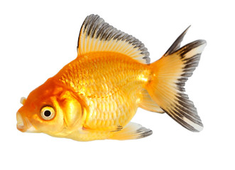 Gold fish. Isolation  on the white