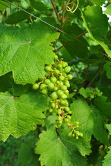 Grape on wineyard before the harvest