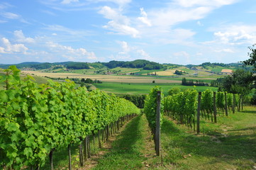 Picture of winery garden, blue sky, beautiful agricultural
