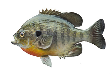 Bluegill sunfish isolated on white background - obrazy, fototapety, plakaty