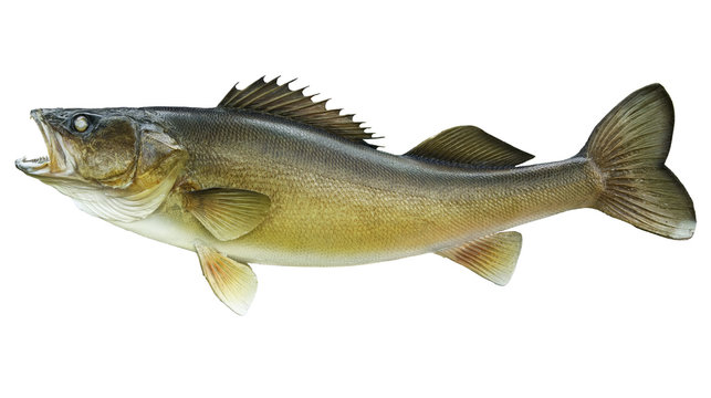 Walleye Images – Browse 7,563 Stock Photos, Vectors, and Video