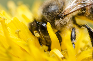 Bee on bloom dandelion