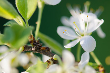 Ant on cherry blossoms