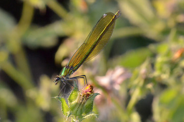 demoiselles