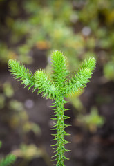 Close up side view Nolfolk island pine leaves for background use