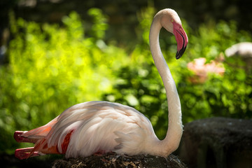 flamingo