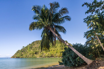 Obraz premium Palm beach