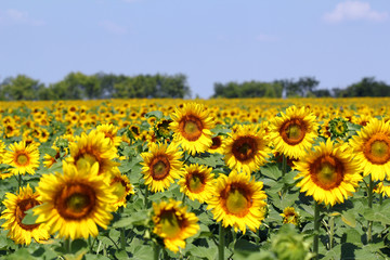 Fototapeta premium bright sunflower field summer landscape