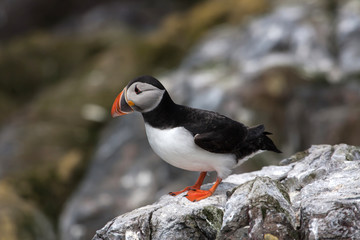 Views around the Farne Islands 