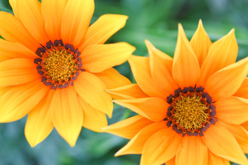 two yellow flowers on green background