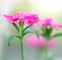 pink carnation flowers with colorful soft blurred background