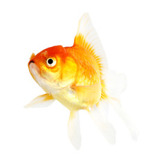 Gold fish. Isolation  on the white