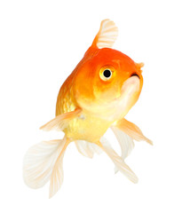 Fototapeta premium Gold fish. Isolation on the white