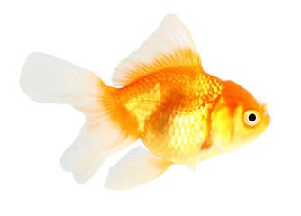 Gold fish. Isolation  on  the white