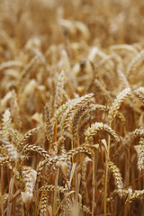 wheat close up on farm field © yellowj
