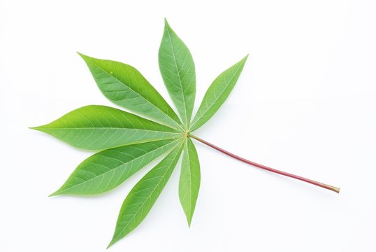Fototapeta Green leaf isolate on white background, Cassava
