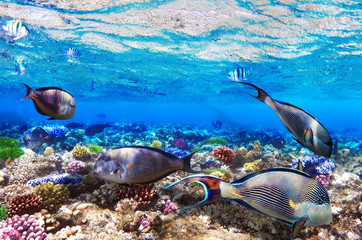 Coral and Fish-surgeon  in the Red Sea. Egypt, Africa .