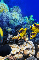 Obraz na płótnie Canvas Koral i ryb w Morzu Czerwonym. Egipt, Afryka.